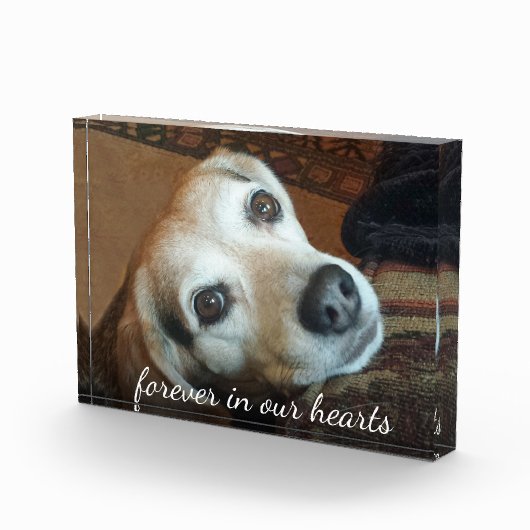 Foto zur Erinnerung von Haustieren für immer in un (Rechts)