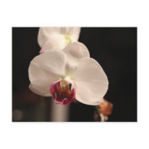 Foto zur orchid-orchid-Blume