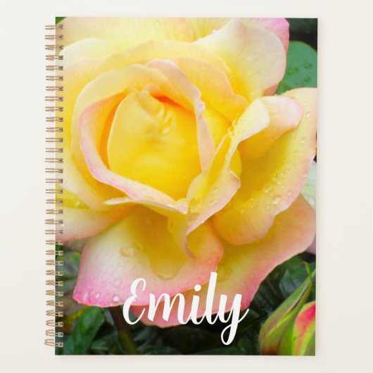 Foto zur Rose des Friedens Planer (Vorderseite)