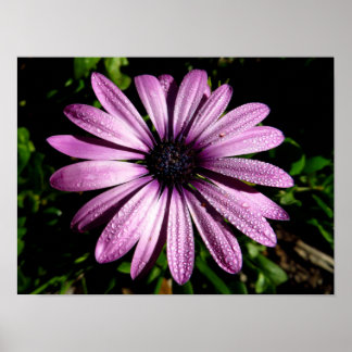 Fotoabzug der afrikanischen Gänseblümchenblüte in Poster