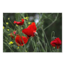 Fotoabzug Mohn auf dem Feld