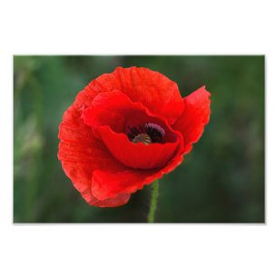 Fotoabzug - Mohn Eleganz Fotodruck