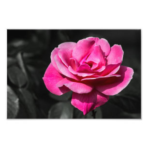 Fotoabzug Rosa Rose Eleganz Fotodruck