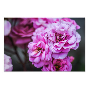 Fotoabzug sanfte rosa Rosen  Fotodruck