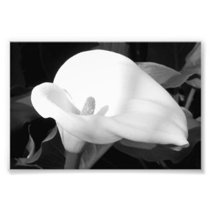 Fotodruck Cala Lily