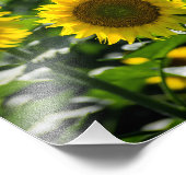 Fotodruck - Das Sonnenblumenfeld (Ecke)