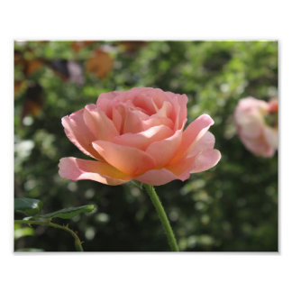 Fotodruck der Abraham Darby Rose