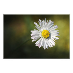 Fotodruck Gänseblümchen-Blume Florale Naturfotogra