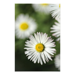 Fotodruck Gänseblümchen Florale Naturfotografie