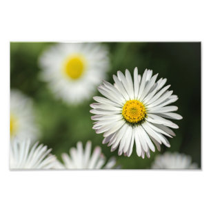 Fotodruck Gänseblümchen in Blüte