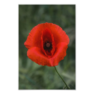 Fotodruck Mohn Floral Naturfotografie