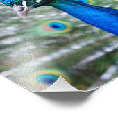 Fotodruck Pfau (Ecke)