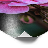 Fotodruck rosa Geranienblüten (Ecke)