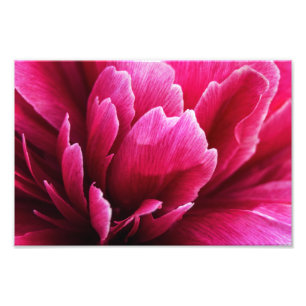 Fotodruck rosa Pfingstrosen-Blütenblätter