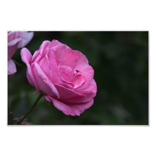 Fotodruck - Rose Charm (Vorne)