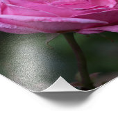 Fotodruck - Rose Charm (Ecke)