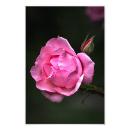 Fotodruck Rose Floral Naturfotografie