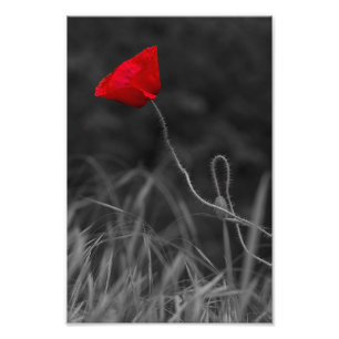 Fotodruck Rote Mohnblume