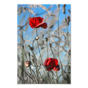 Fotodruck Rote Mohnblume - Himmelwärts blühend