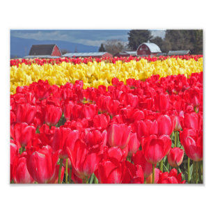Fotodruck rote und gelbe Tulpen