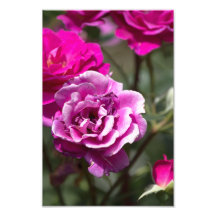 Fotodruck Schöne Rosen Fotografie