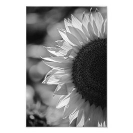 Fotodruck Sonnenblume Auf Dem Feld SW Fotografie