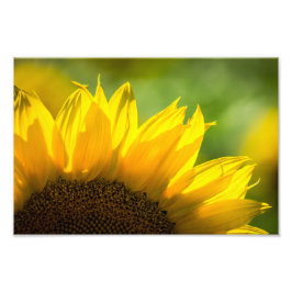 Fotodruck Sonnenblume Floral Naturfotografie