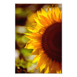 Fotodruck Sonnenblume Floral Naturfotografie