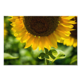 Fotodruck Sonnenblume in Blüte Fotografie