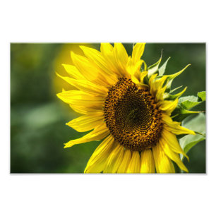 Fotodruck - Sonnenblume in der Sonne