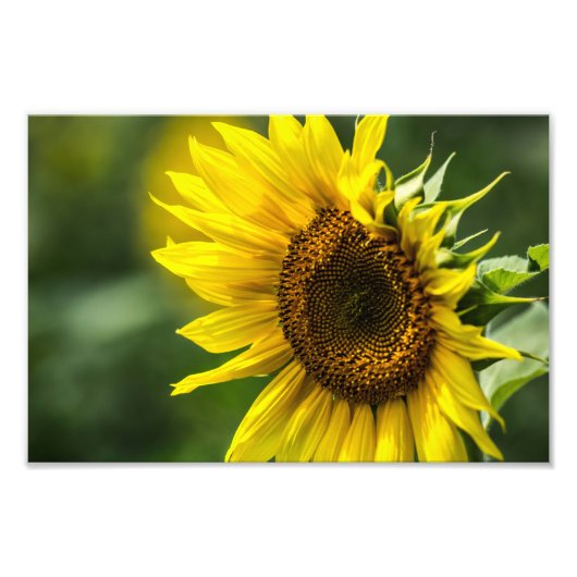 Fotodruck - Sonnenblume in der Sonne (Vorne)