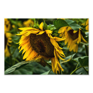 Fotodruck Sonnenblumen Eleganz