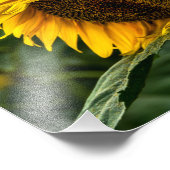 Fotodruck Sonnenblumen Eleganz (Ecke)
