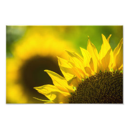 Fotodruck Sonnenblumen Eleganz