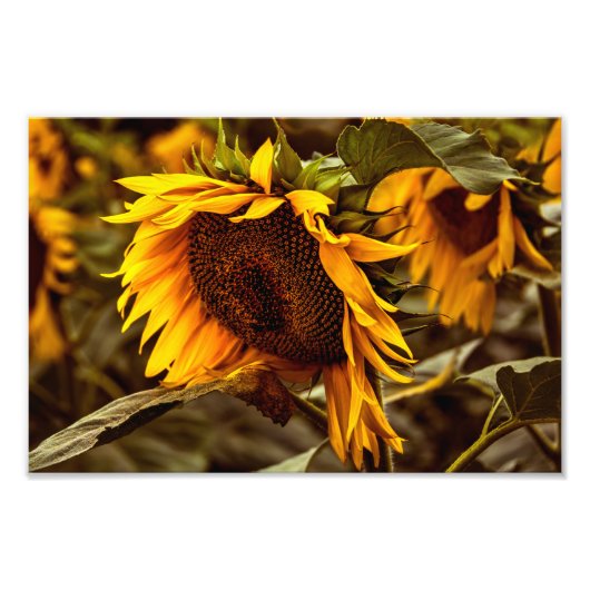 Fotodruck Sonnenblumen Eleganz (Vorne)