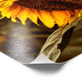 Fotodruck Sonnenblumen Eleganz (Ecke)