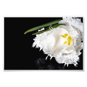 Fotodruck Tulpe