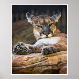 Fotodruck von ruhendem Cougar-Wildtier in der Natu Poster