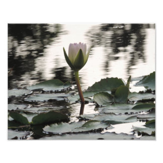 Fotodruck Wandkunst - Wasserlilie