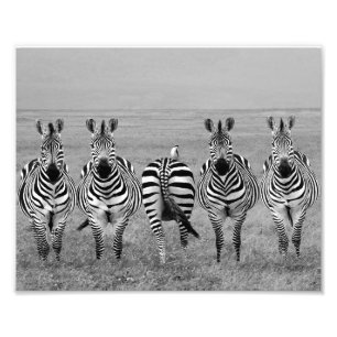 Fotodruck Zebras