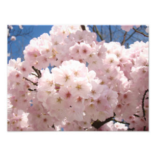 Fotodrucke Natur Rosa Baumblüten Fotodruck