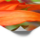 Fotodrucke von Büros Orange Rhododendron Garden Poster (Ecke)