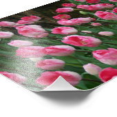 Fotodruckpinke Tulips Fotodruck (Ecke)
