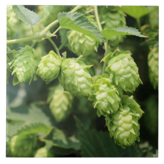 Fotofliese der Hopfenkunst (wilde Hopfen für den Fliese
