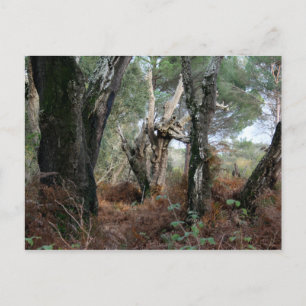 Fotografía paisaje de alcornoques en Doñana Postkarte