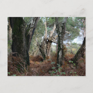 Fotografía paisaje de alcornoques en Doñana Postkarte