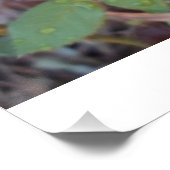 fotografia rosas  poster (Ecke)