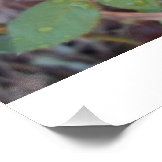 fotografia rosas  poster (Ecke)