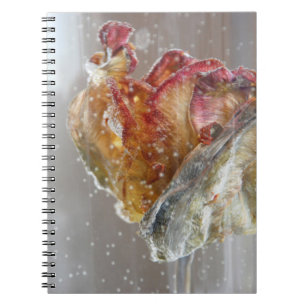 Fotografie 2013 der Wasser-Tulpe 1 Notizblock
