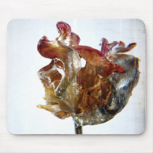 Fotografie 2013 der Wasser-Tulpe 4 Mousepad (Vorne)